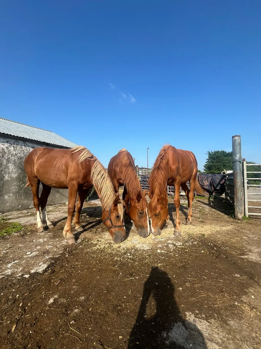 2 Year Old Fillies (Old Irish Pedigree) - Image 1