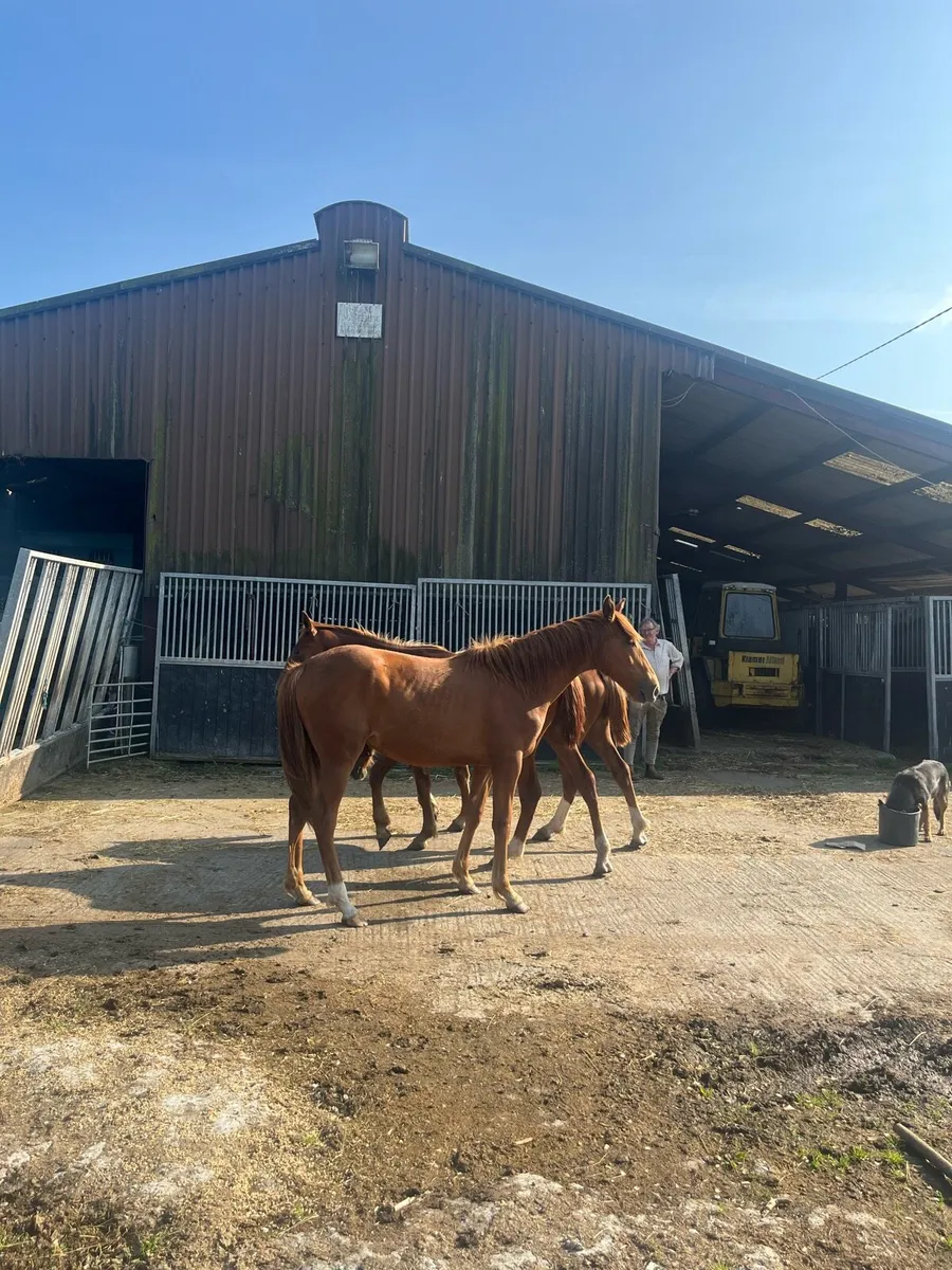 2 Year Old Fillies (Old Irish Pedigree) - Image 2