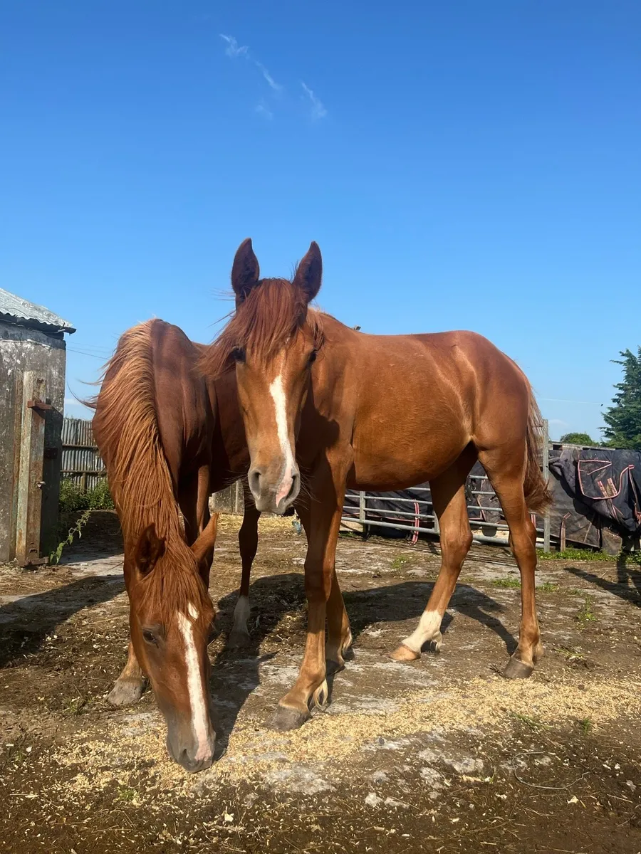 2 Year Old Fillies (Old Irish Pedigree) - Image 3