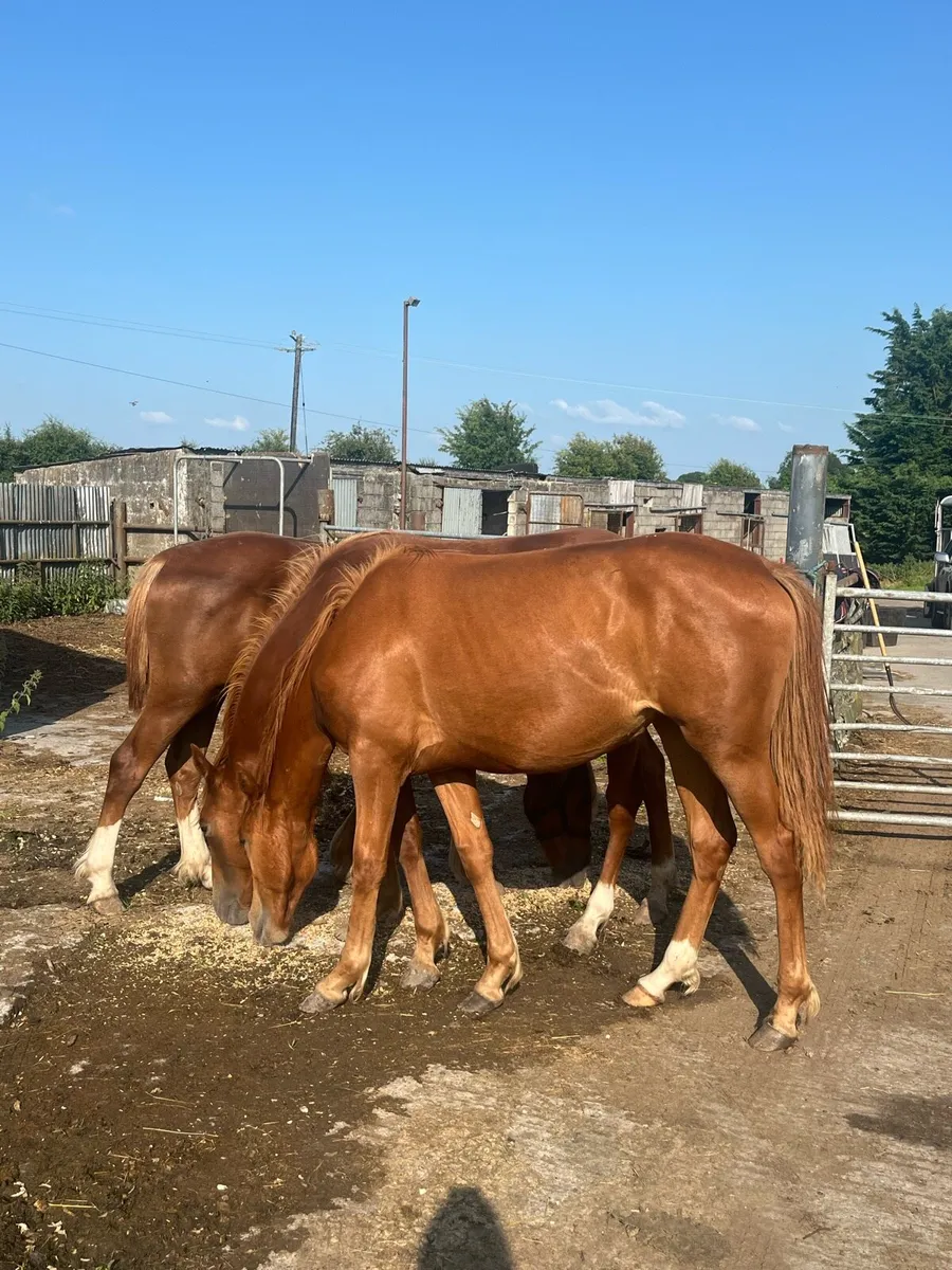 2 Year Old Fillies (Old Irish Pedigree) - Image 4