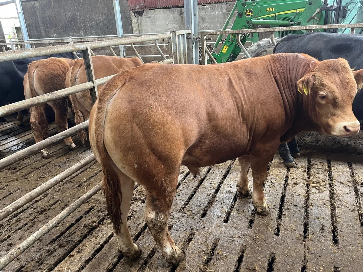 PBR Limousin Bull - Image 1