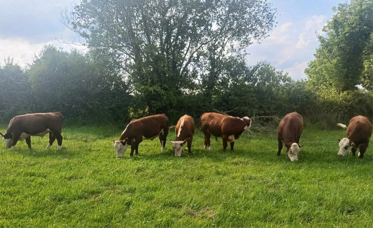 Hereford polled bulls  5 star - Image 1