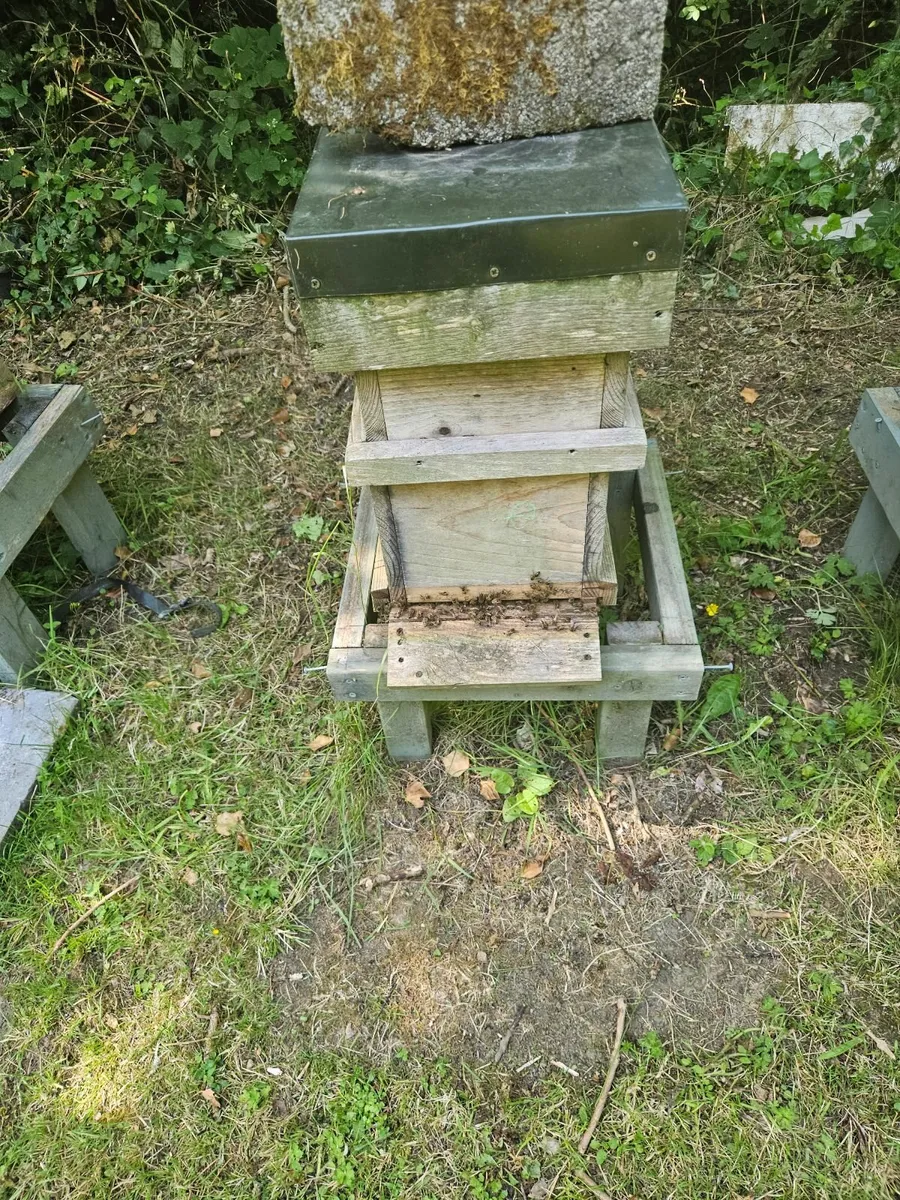 6 frame nucs