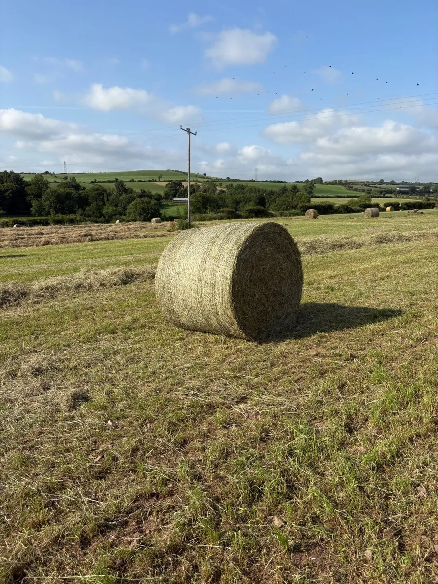 Hay bales - Image 1