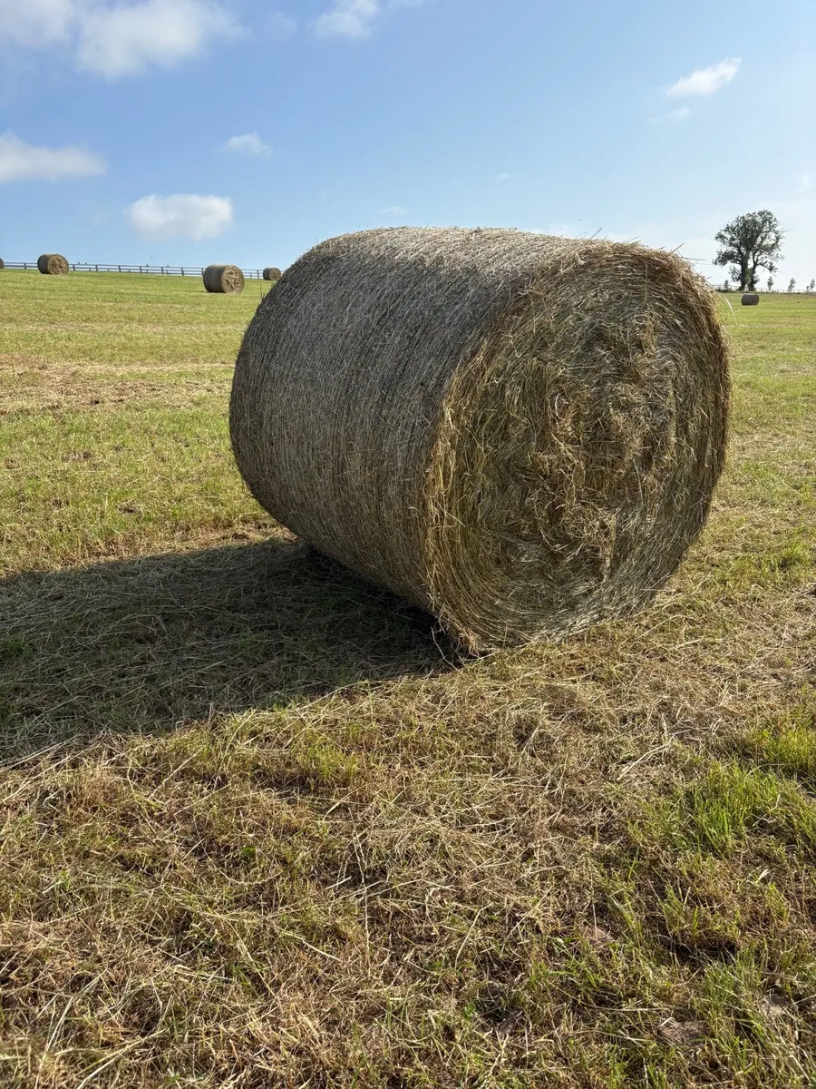 Hay bales - Image 2