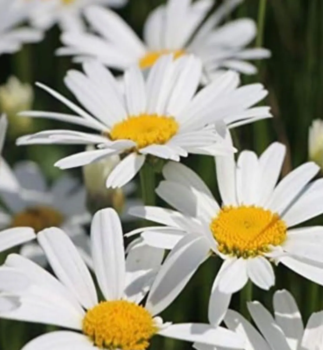 Perennial flowers - Image 3
