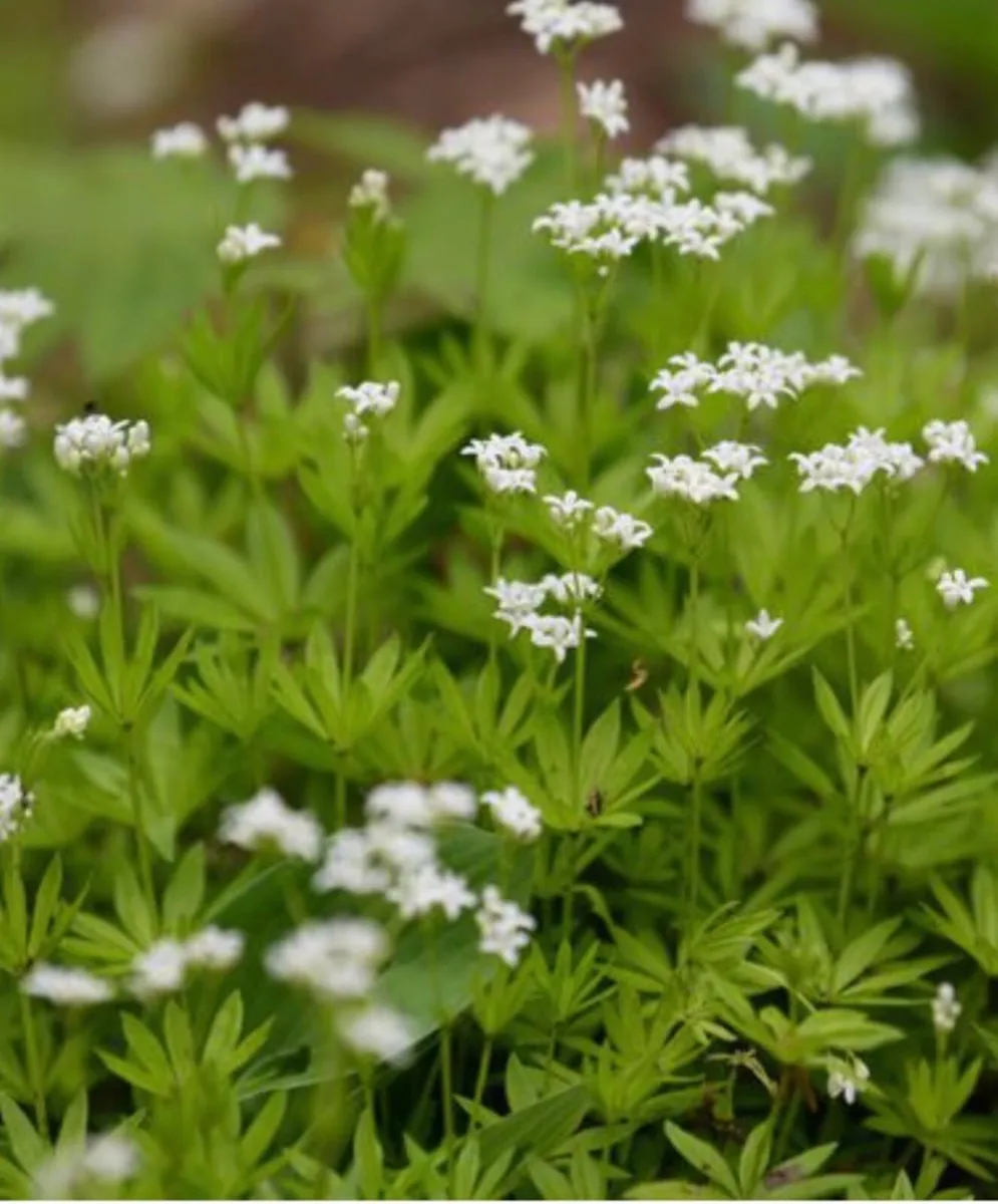Perennial flowers - Image 4