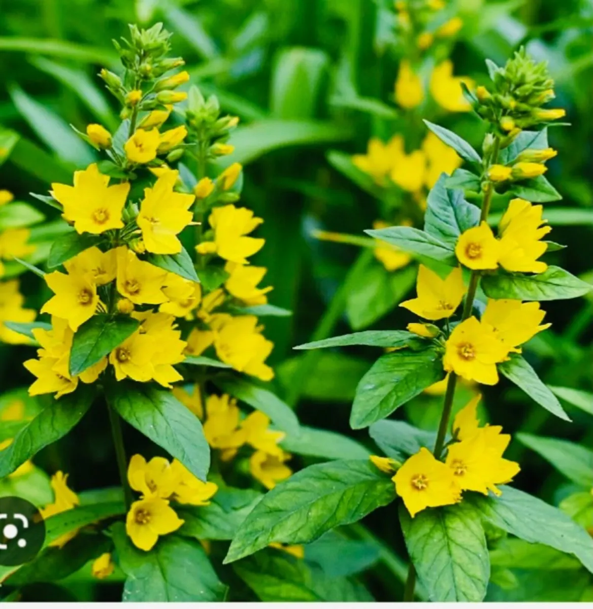 Perennial flowers - Image 1