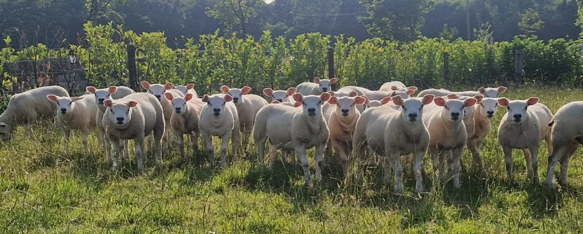Texel ewe lambs - Image 1