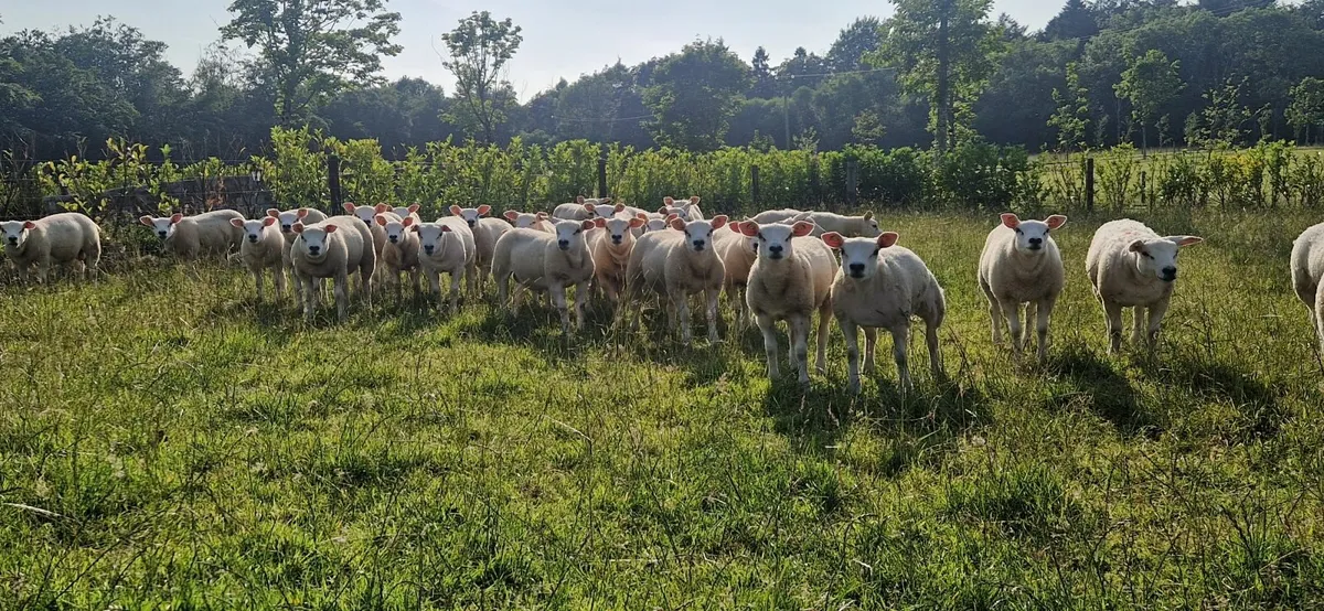 Texel ewe lambs - Image 3
