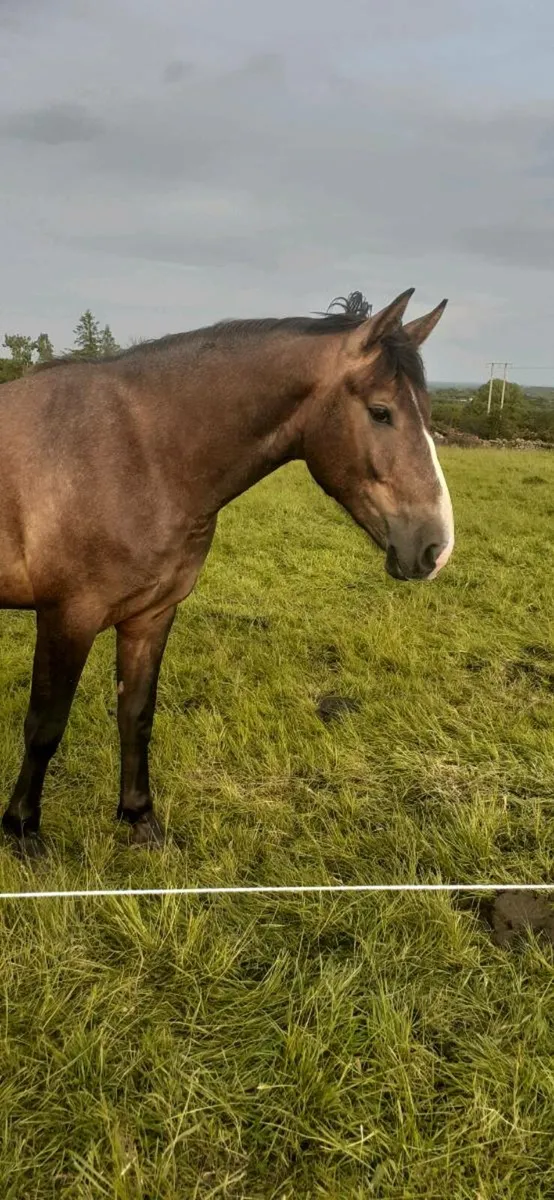 2 year old Irish Draught Gelding - Image 1