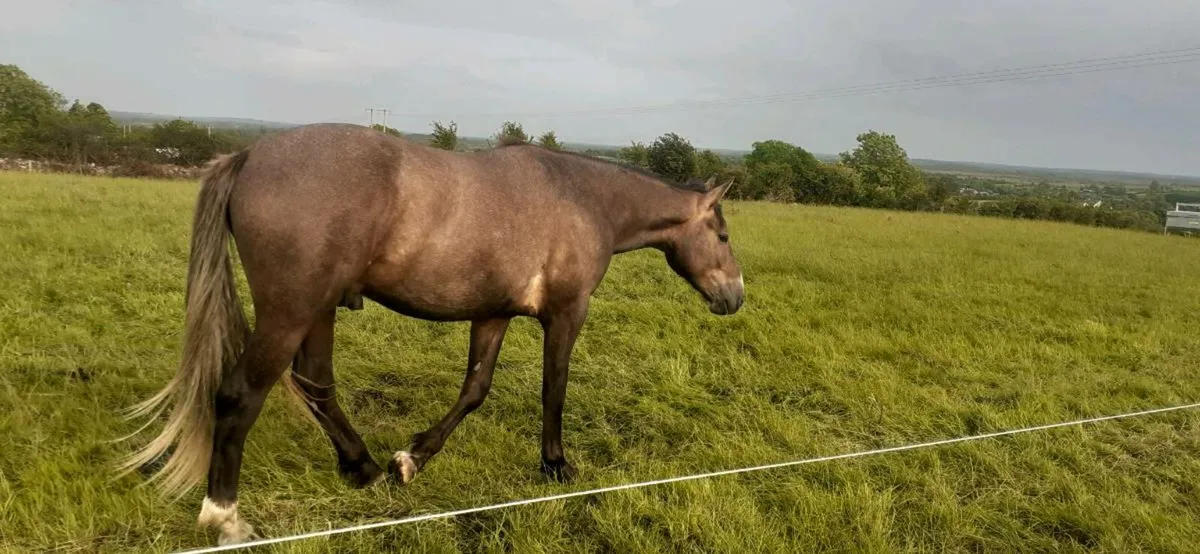 2 year old Irish Draught Gelding - Image 2