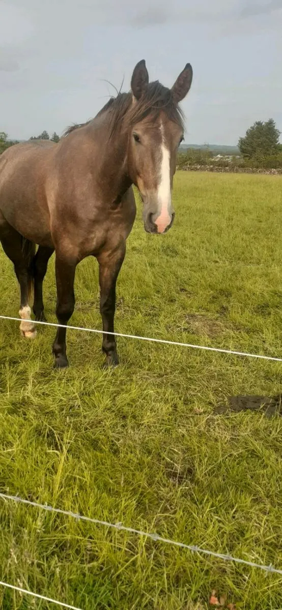 2 year old Irish Draught Gelding - Image 3