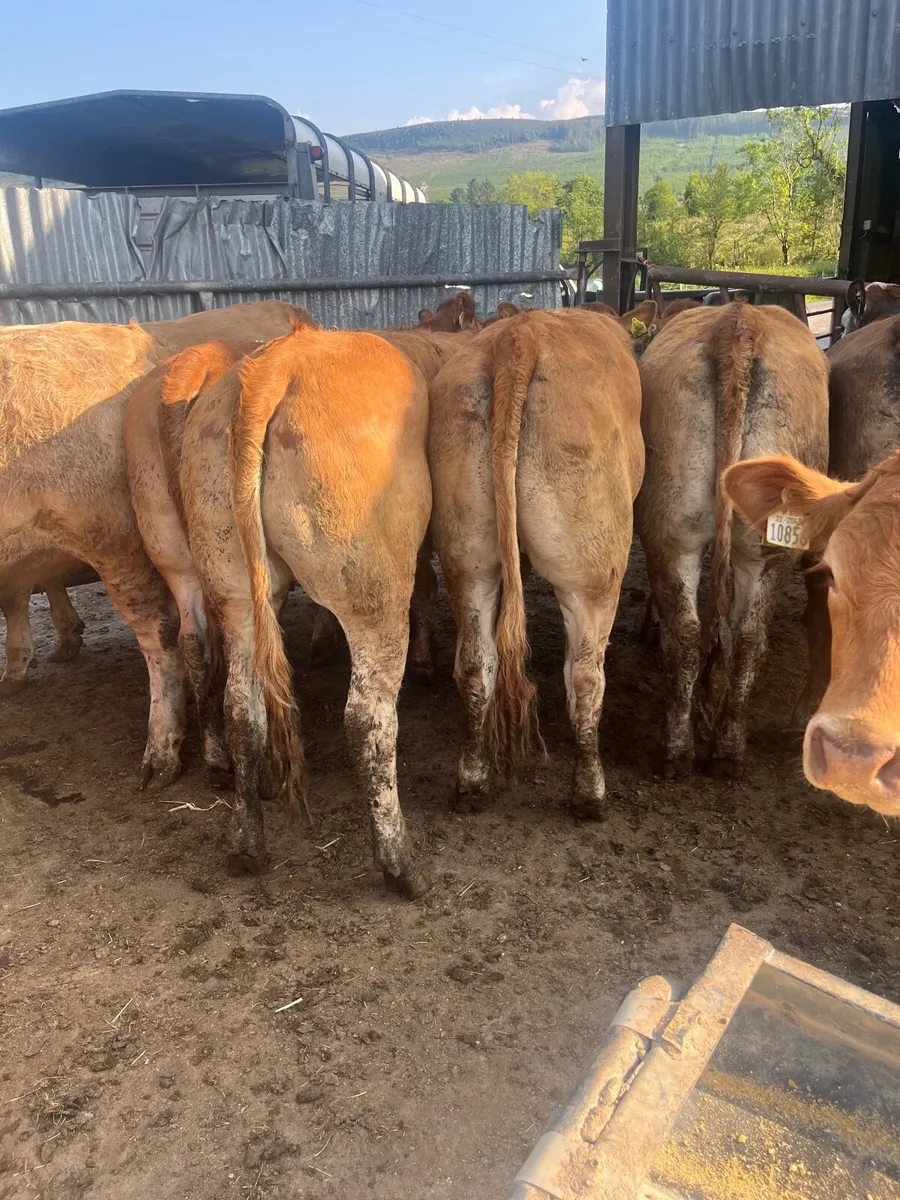 Store heifers - Image 2