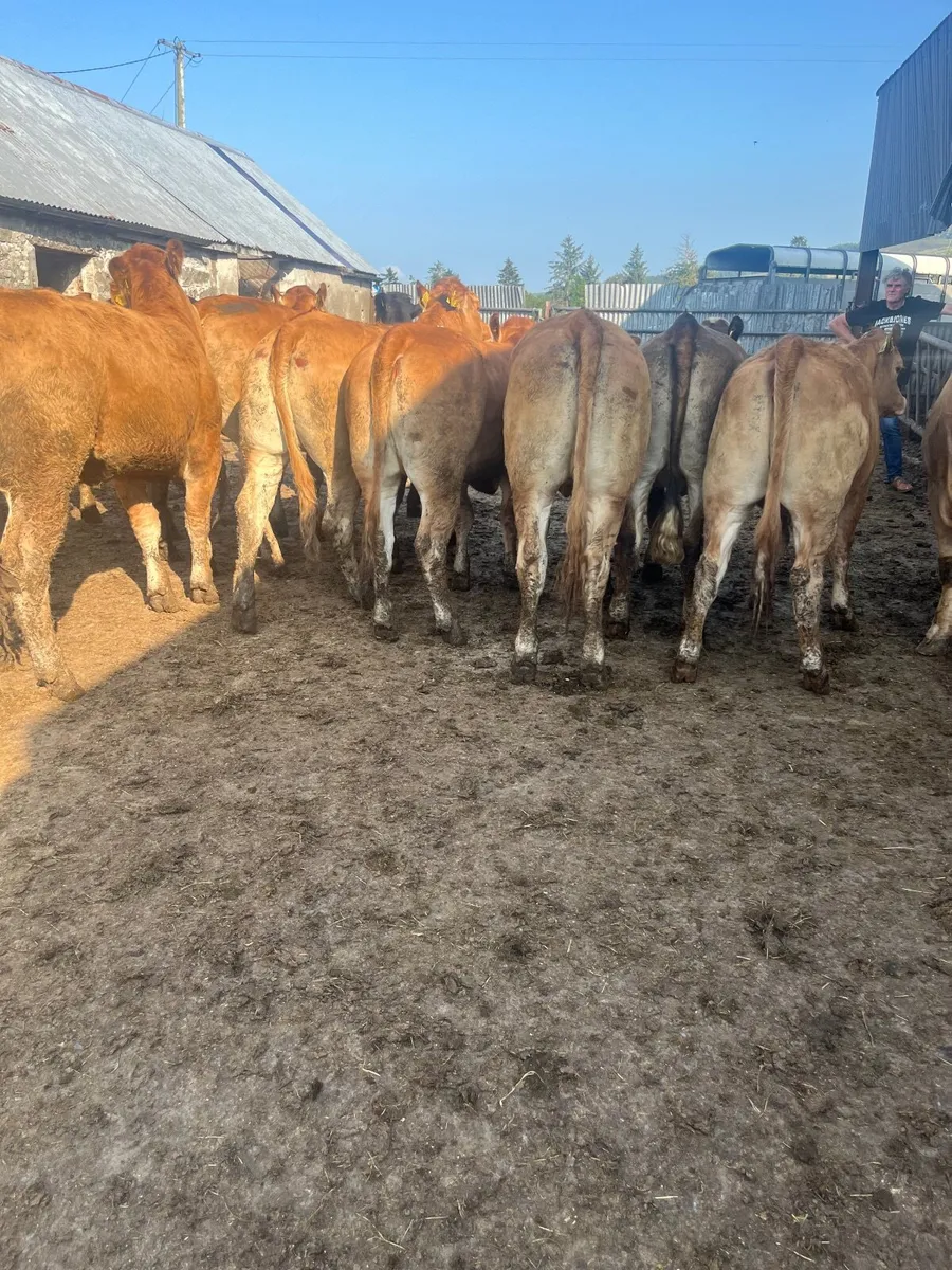 Store heifers - Image 4