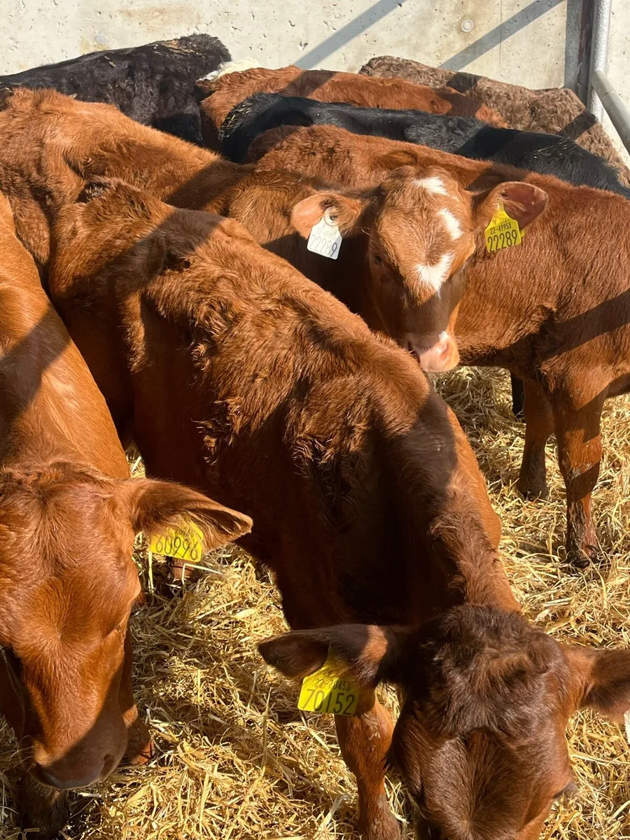 30 lim/ch/sim Heifer runners - Image 1