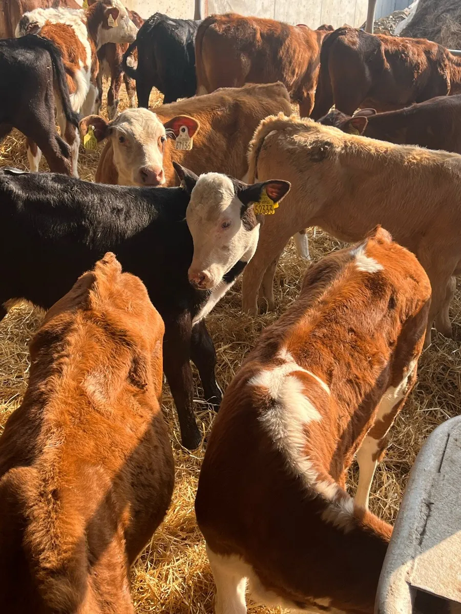 30 lim/ch/sim Heifer runners - Image 2