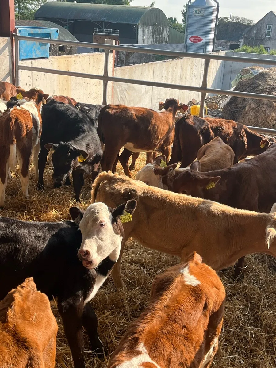 30 lim/ch/sim Heifer runners - Image 3