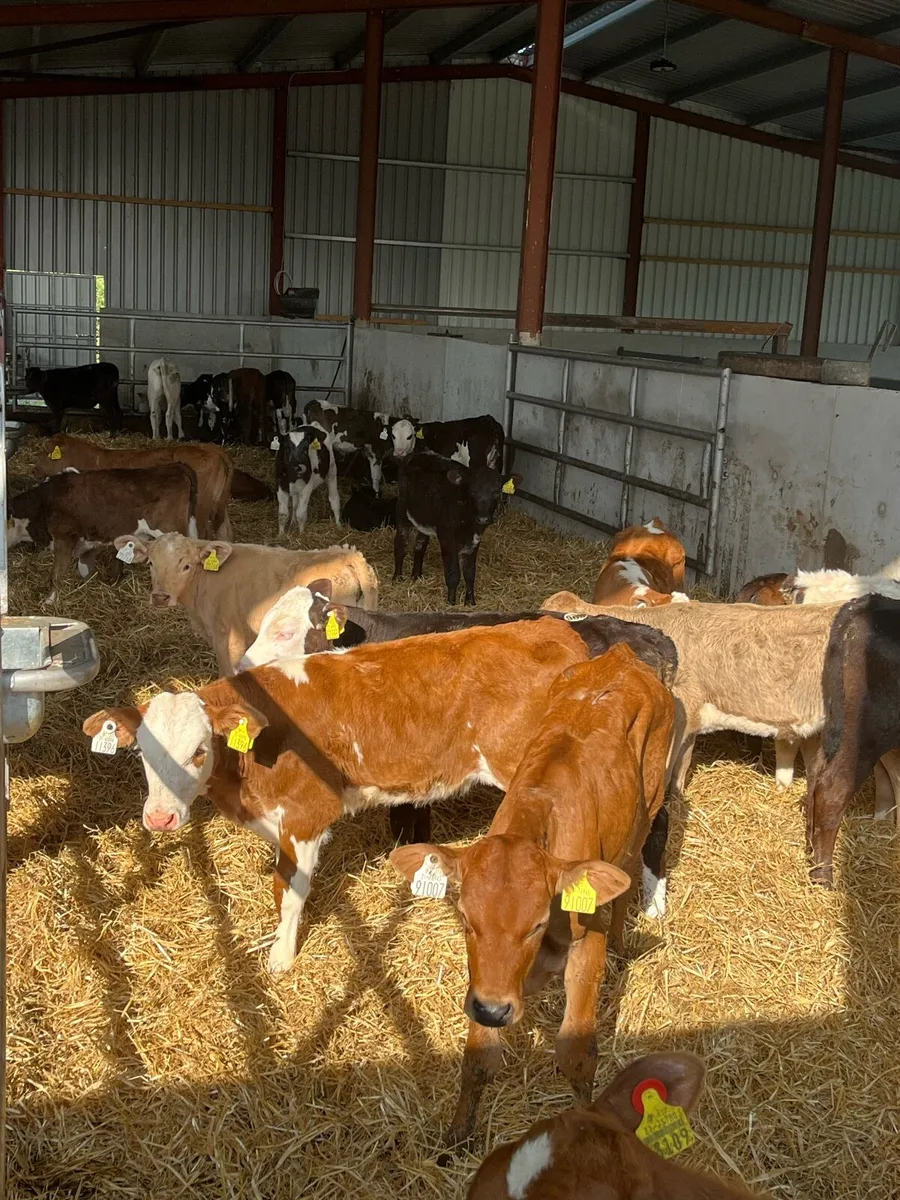 30 lim/ch/sim Heifer runners - Image 4