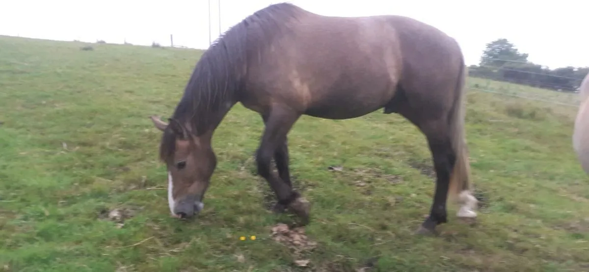 2 year old Irish Draught Gelding - Image 4