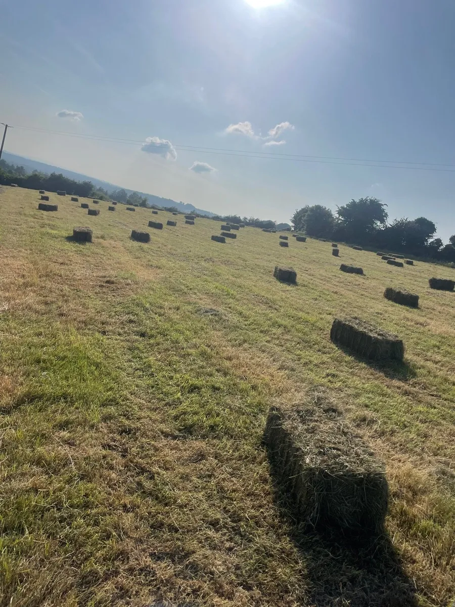 Square bales of hay - Image 1