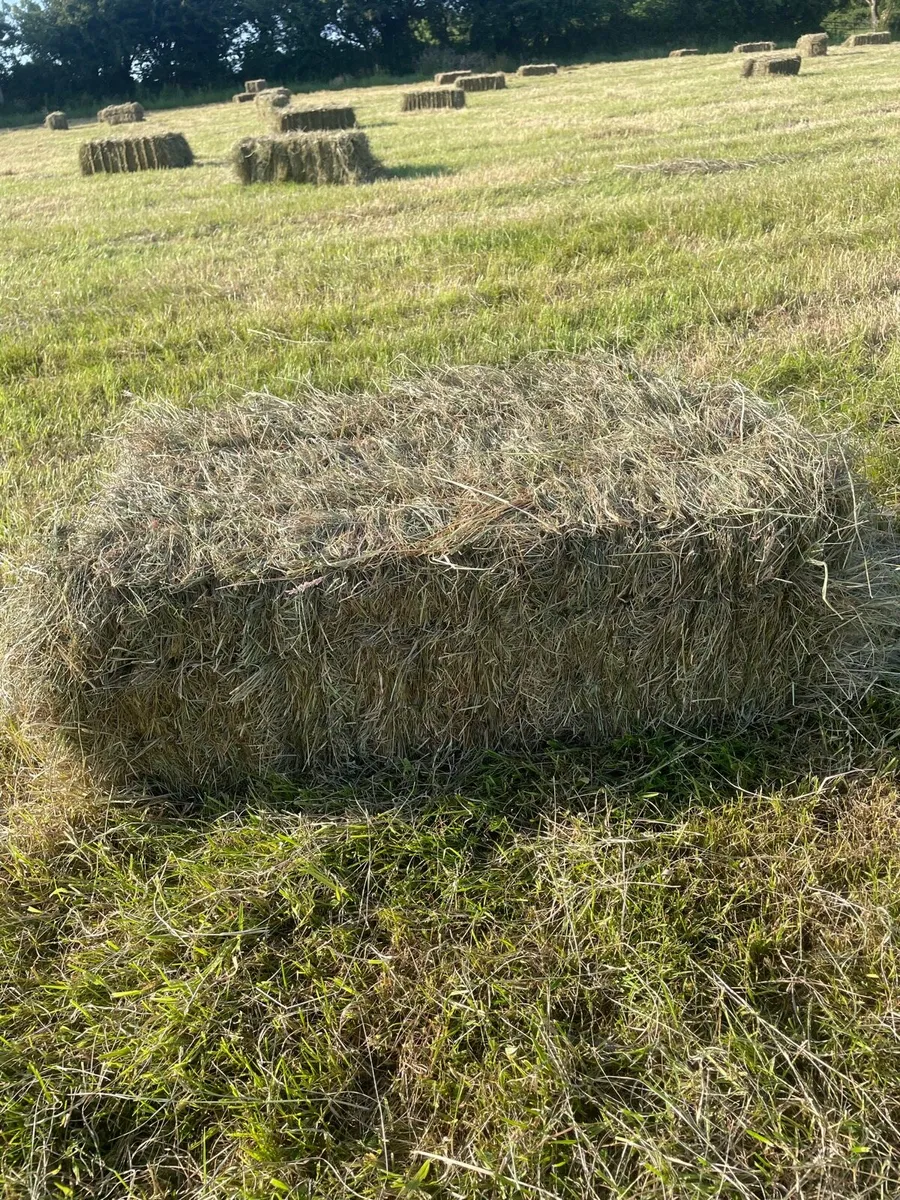 Square bales of hay - Image 2