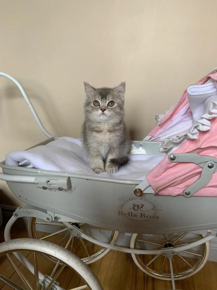 BRITISH SHORTHAIR  BLUE TABBY - Image 1