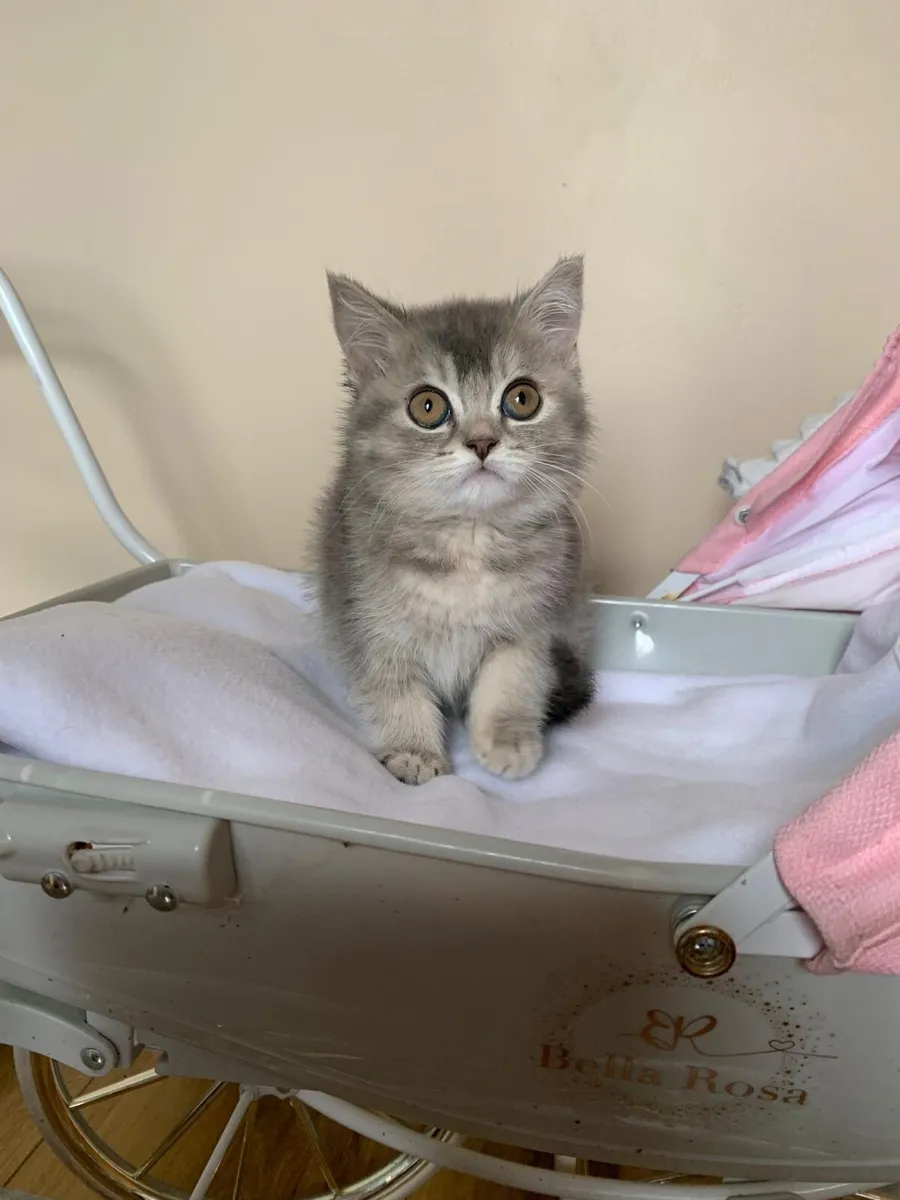 BRITISH SHORTHAIR  BLUE TABBY - Image 2
