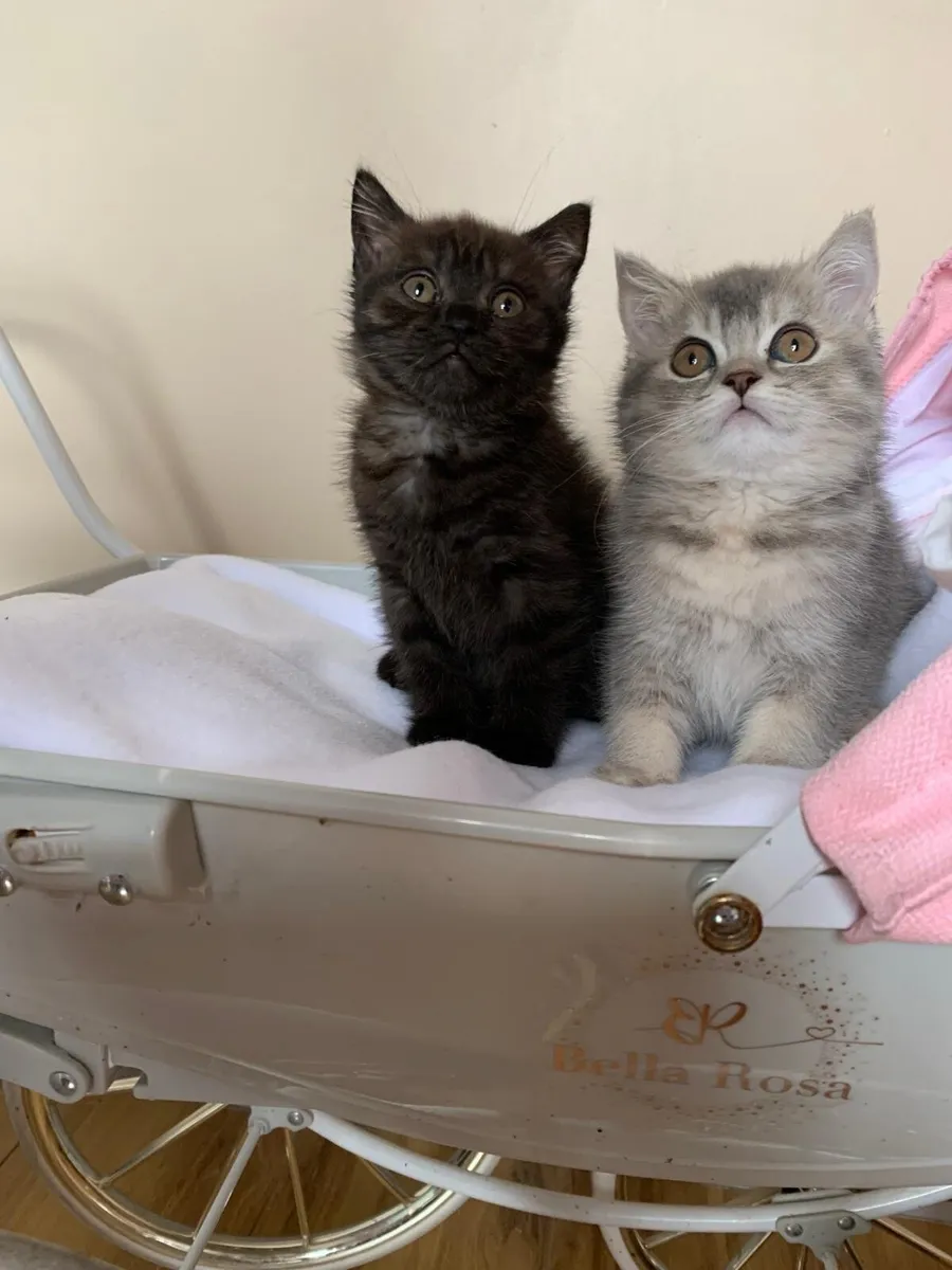 BRITISH SHORTHAIR  BLUE TABBY - Image 3