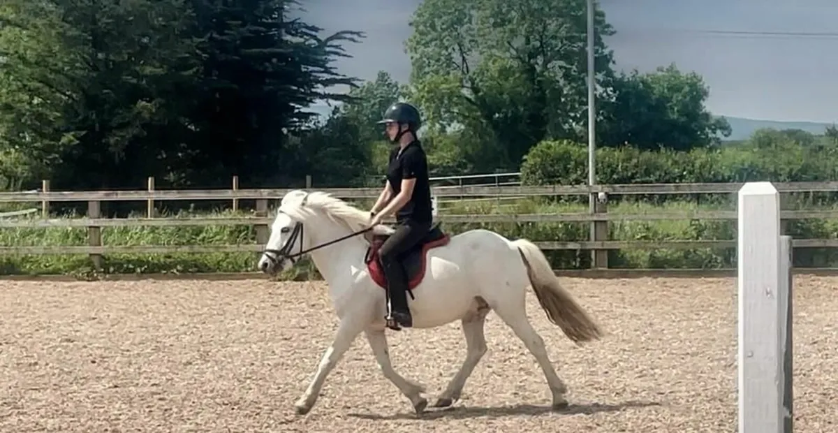 ✨️ Attractive 12h 10yo gelding ✨️ - Image 2