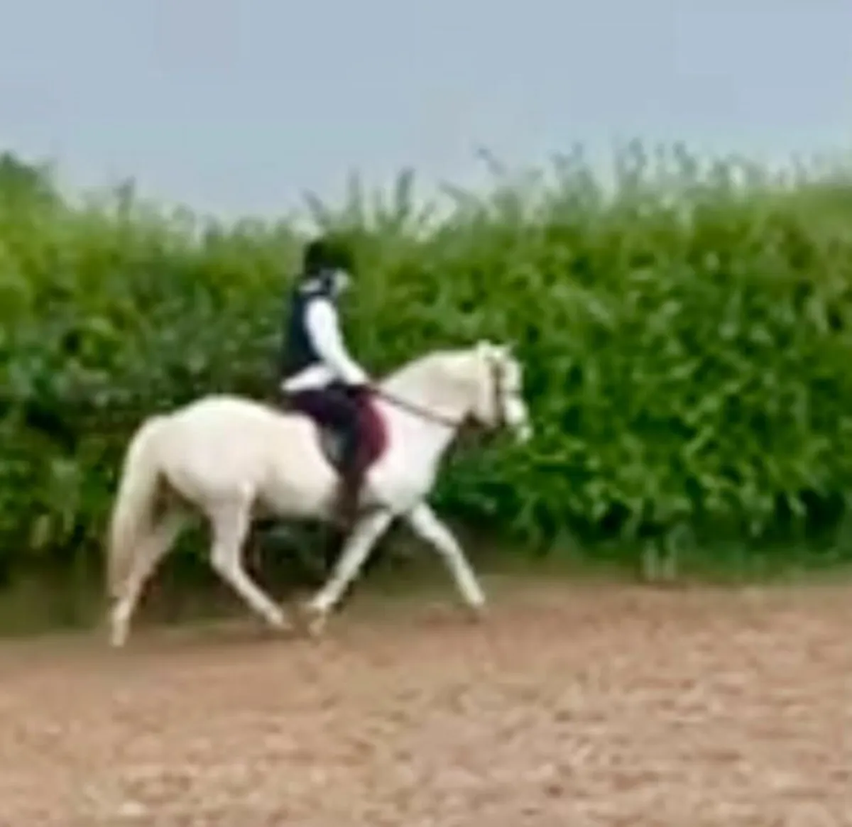 ✨️ Attractive 12h 10yo gelding ✨️ - Image 3