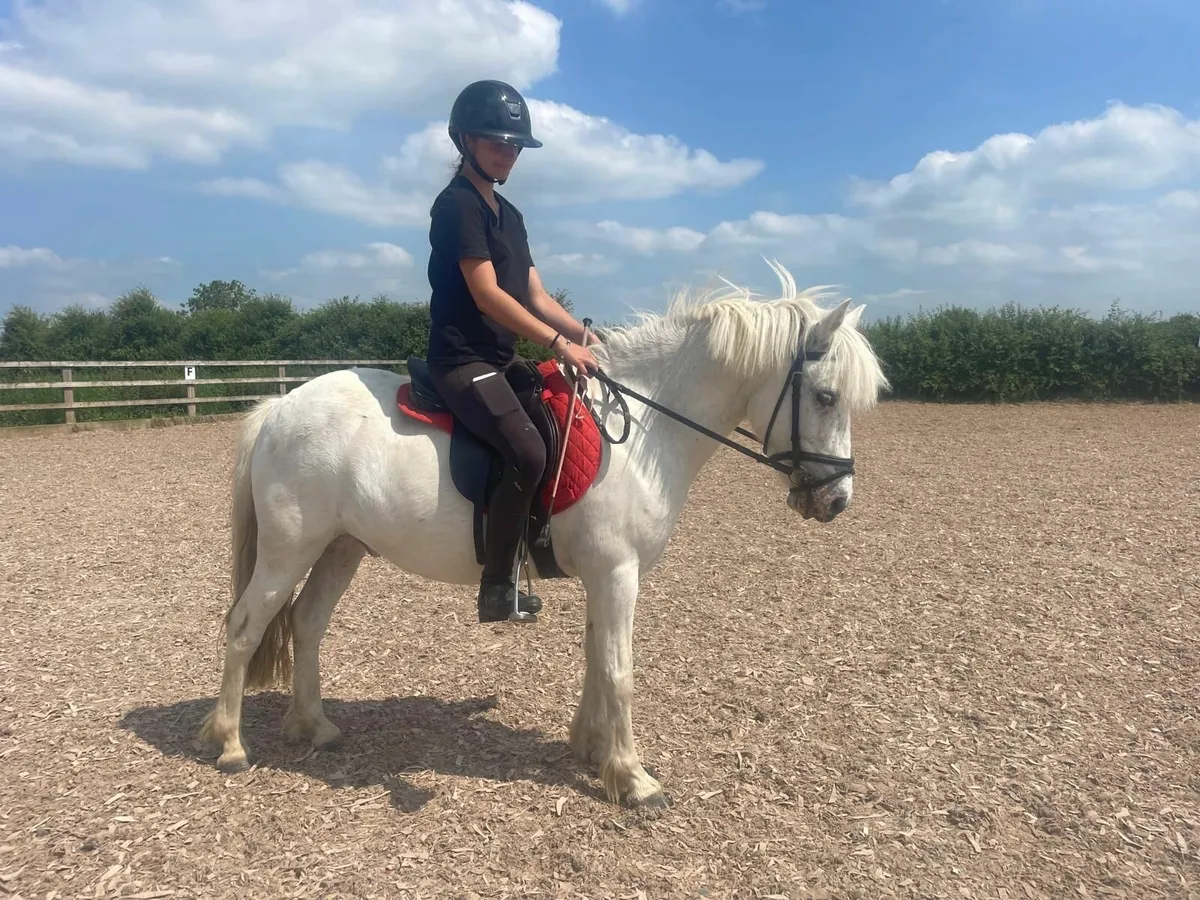 ✨️ Attractive 12h 10yo gelding ✨️ - Image 1