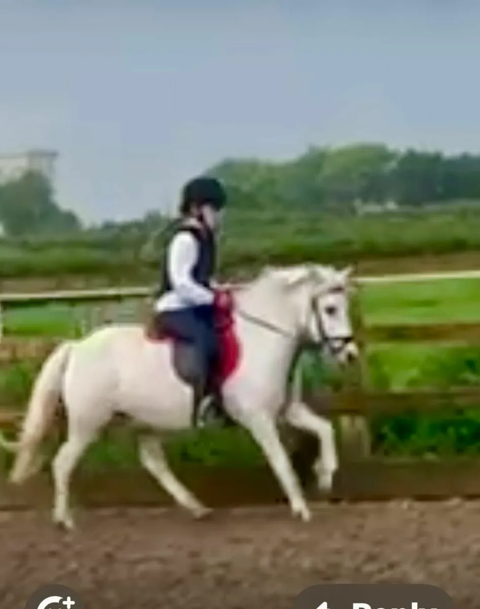 ✨️ Attractive 12h 10yo gelding ✨️ - Image 4