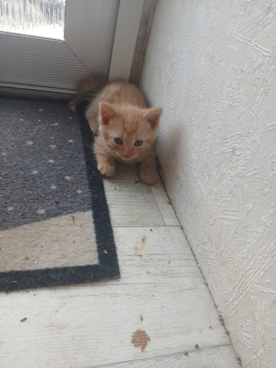 Kittens - Image 2