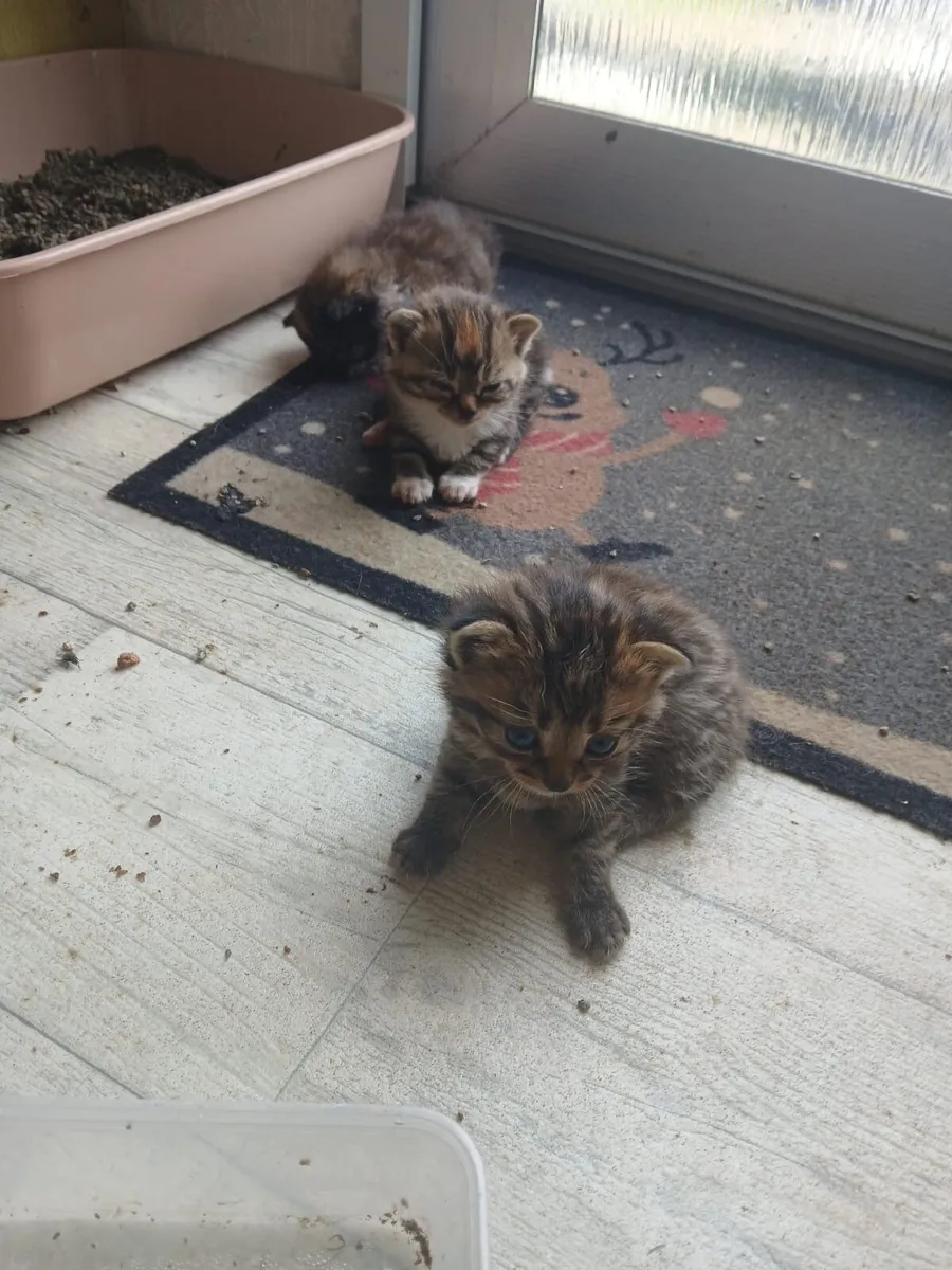 Kittens - Image 1
