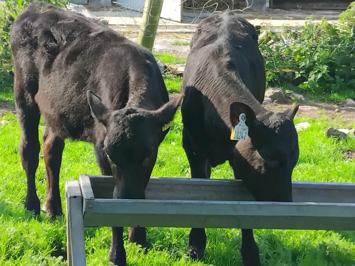 2 Reared Angus Heifers - Image 1