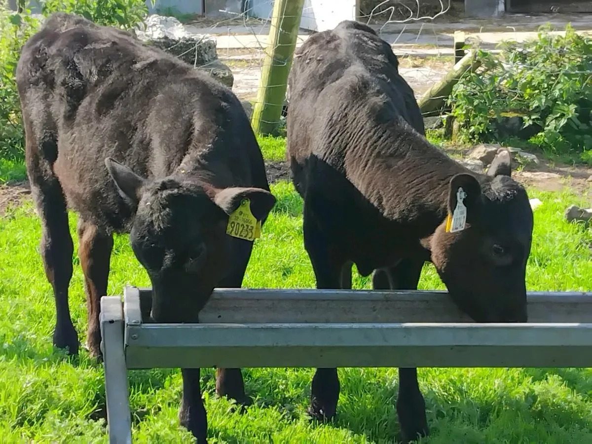 2 Reared Angus Heifers - Image 2