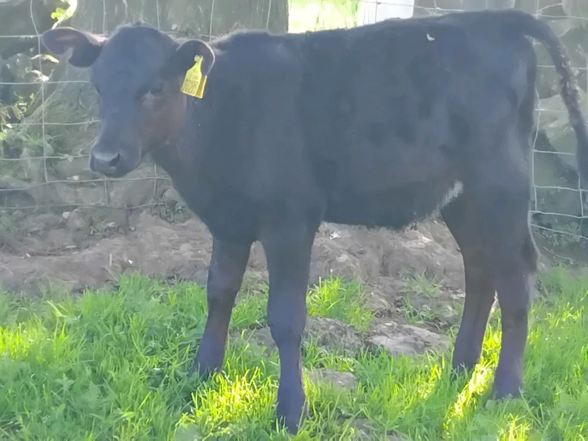 2 Reared Angus Heifers - Image 3