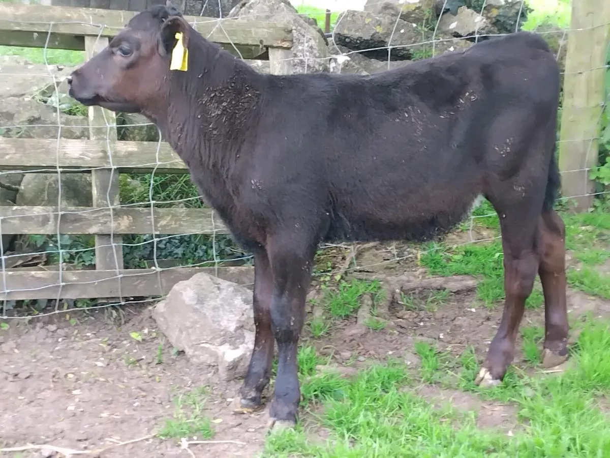 2 Reared Angus Heifers - Image 4