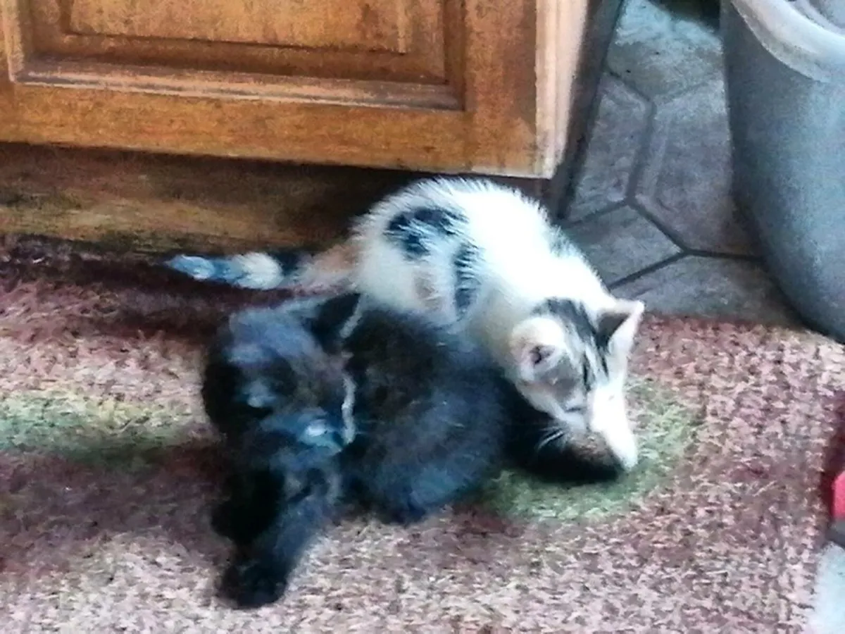 Kittens - Image 4