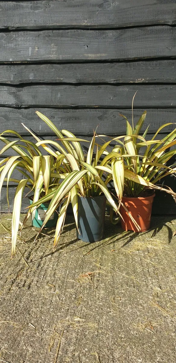 Phormium Yellow wave - Image 1