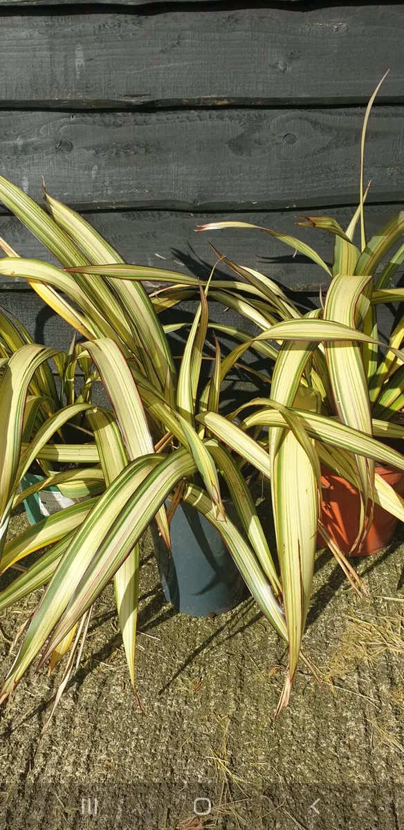 Phormium Yellow wave - Image 2