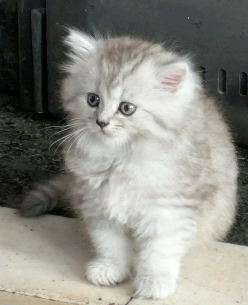 ABSOLUTELY STUNNING CHINCHILLA PERSIAN CROSS KITTE - Image 1