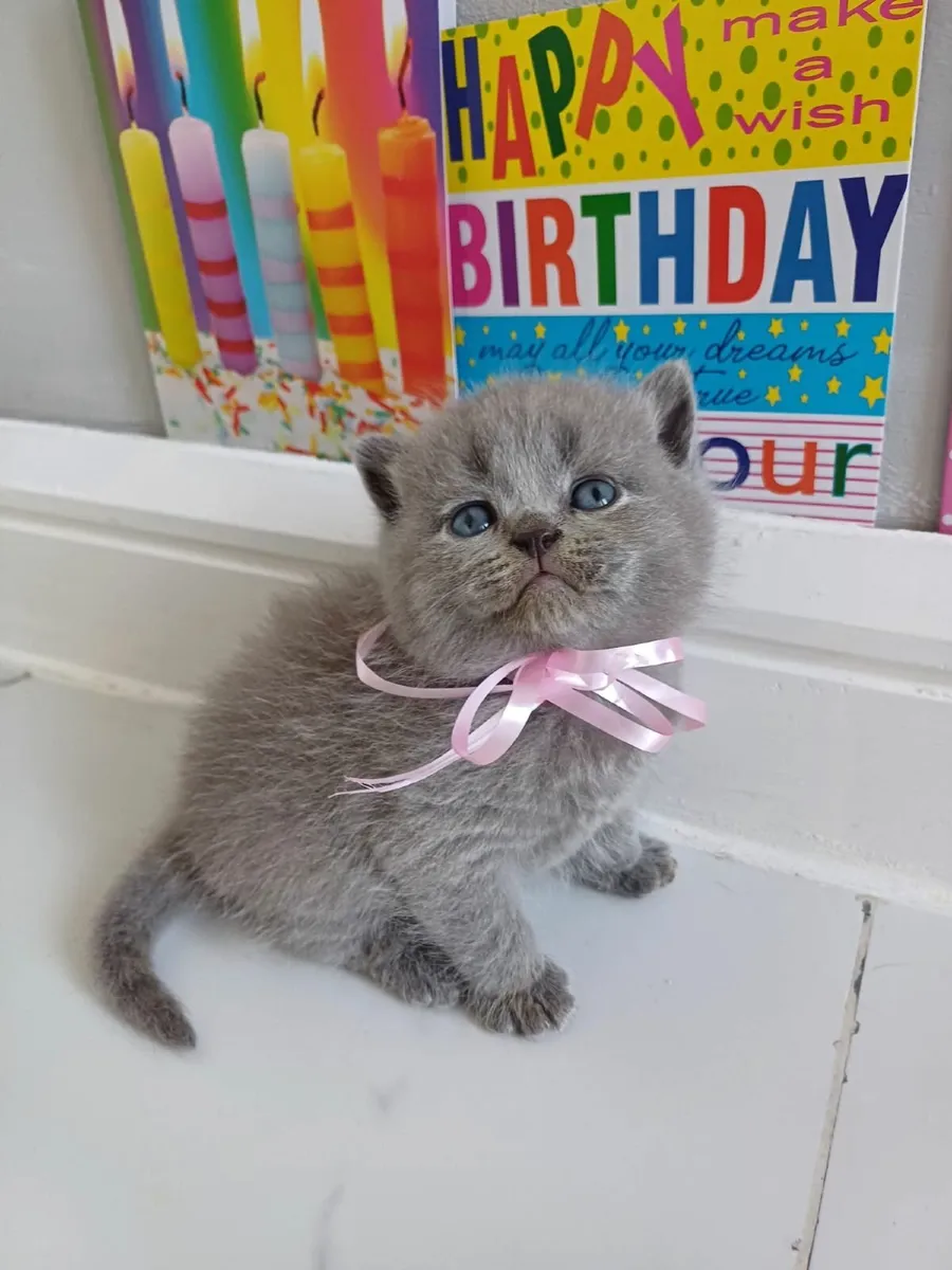 British Shorthair and Scottish fold - Image 4