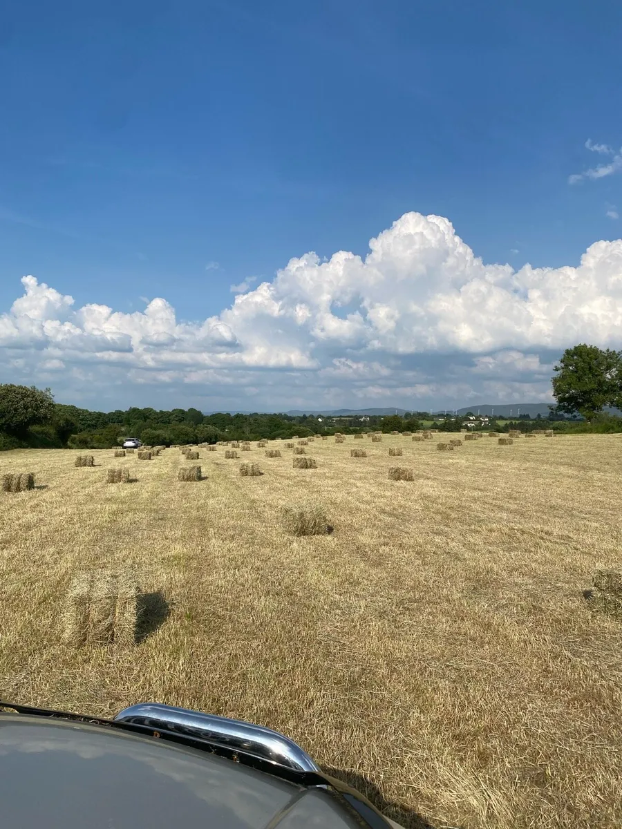 Hay - Image 1