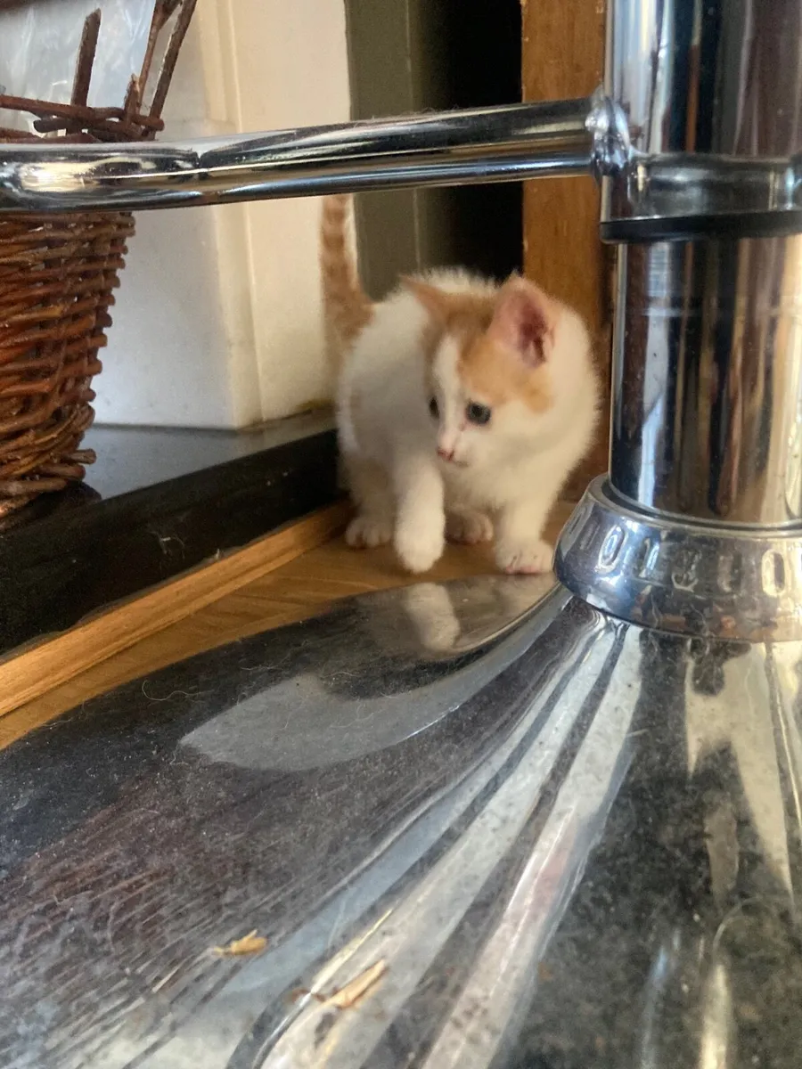 Kitten - Image 1