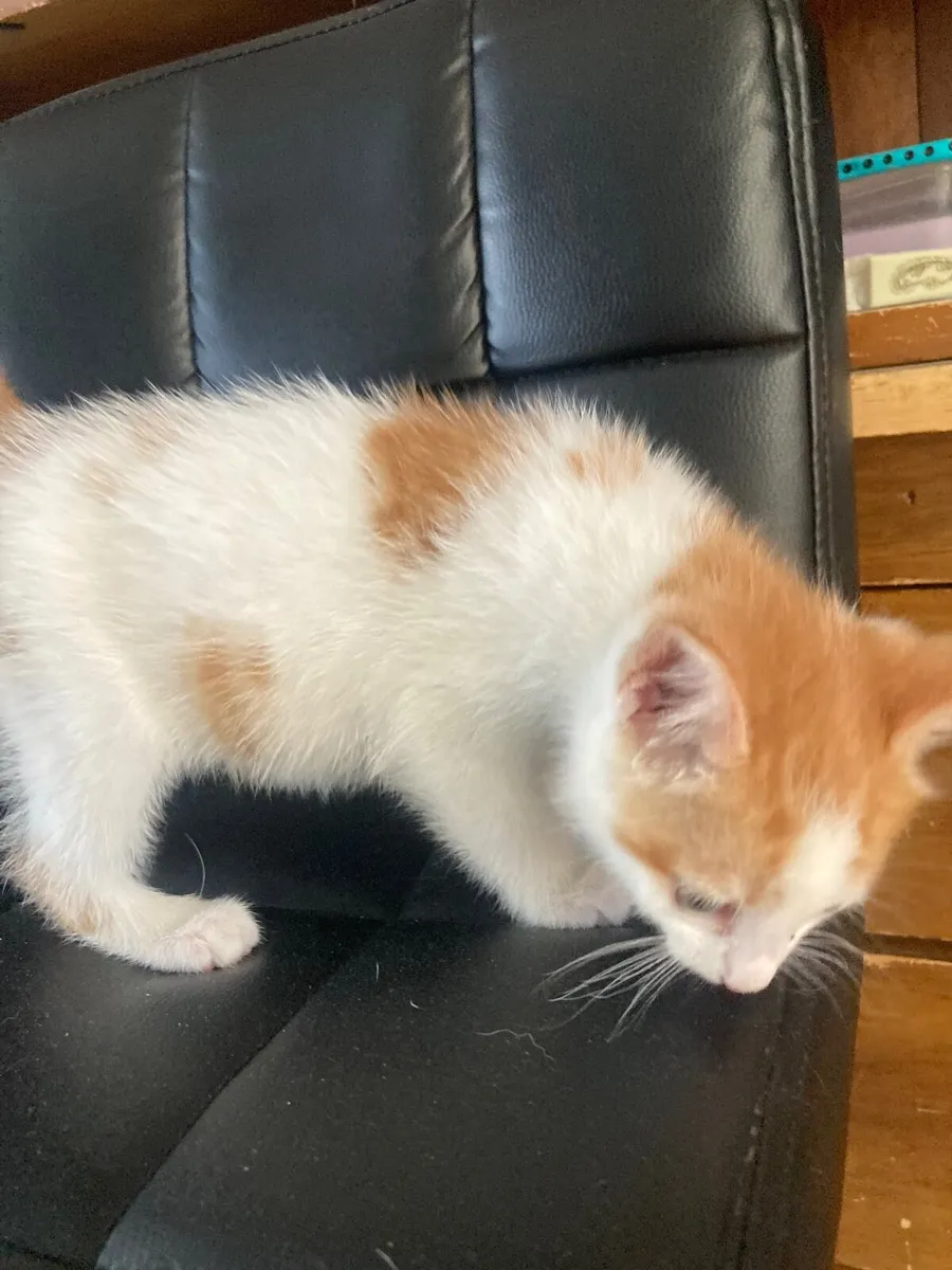 Kitten - Image 2