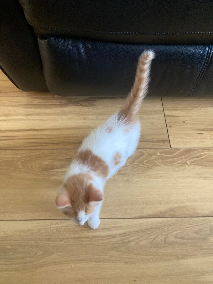Kitten - Image 3