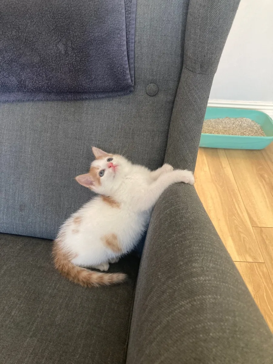 Kitten - Image 4
