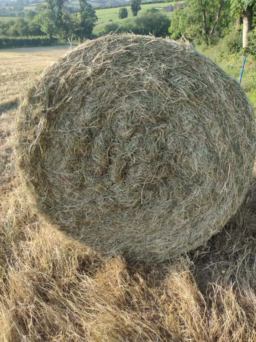Hay - Image 3